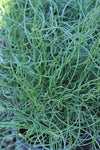 Juncus decipiens Curly Wurly | Corkscrew Rush | 10_Seeds