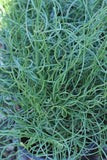 Juncus decipiens Curly Wurly | Corkscrew Rush | 10_Seeds