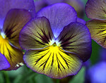 Viola x wittrockiana | Pansy Karma Blue Butterfly | Hearts Ease | 10_Seeds
