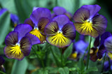 Viola x wittrockiana | Pansy Karma Blue Butterfly | Hearts Ease | 10_Seeds