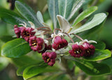 Pittosporum crassifolium | Karo | Stiffleaf Cheesewood | 10_Seeds