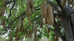 Kigelia africana | Sausage Tree | 5_Seeds