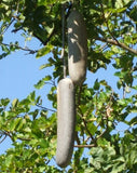 Kigelia africana | Sausage Tree | 5_Seeds