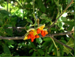 Kiggelaria africana | Wild Peach | umKokoko | 20_Seeds
