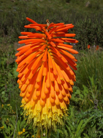 Kniphofia linearifolia | Linearis| Marsh & Red Hot Poker | Torch Lily | 10_Seeds