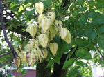 Koelreuteria paniculata |  Golden Raintree | 10_Seeds