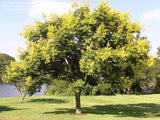 Koelreuteria paniculata |  Golden Raintree | 10_Seeds