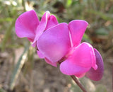 Lablab purpureus | Hyacinth Bean | 5_Seeds