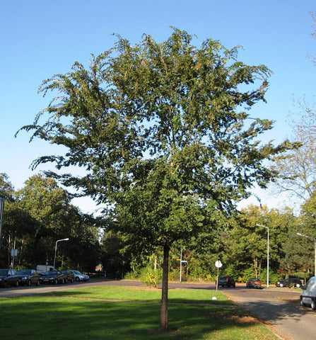 Ulmus parvifolia | Chinese Elm | Lacebark Elm | 10_Seeds