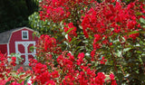 Lagerstroemia indica Red Rooster | Crape Myrtle | 50_ Seeds