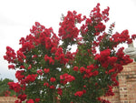 Lagerstroemia indica Red Rooster | Crape Myrtle | 50_ Seeds