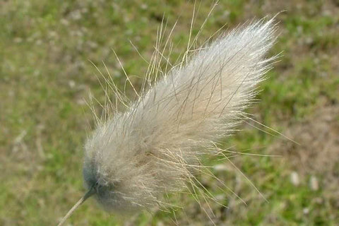 Lagurus ovatus | Bunny Tails | 20_Seeds