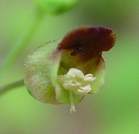 Scrophularia marilandica | Late Figwort | Carpenters Square 1000_Seeds