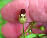 Scrophularia marilandica | Late Figwort | Carpenters Square 1000_Seeds