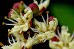 Lawsonia inermis | Egyptian Privet | Henna | Mignonette Tree | 50_Seeds