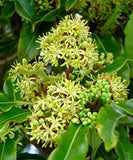 Pittosporum eugenioides | Lemonwood Tree | Tarata | 5_Seeds
