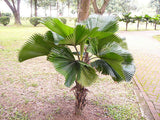 Licuala grandis | Palas & Ruffled & Vanuatu Fan Palm | 5_Seeds