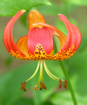 Lilium pardalinum | Leopard Lily | Panther-lily | 5_Seeds