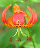 Lilium pardalinum | Leopard Lily | Panther-lily | 5_Seeds