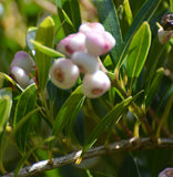 Syzygium (Acmena) smithii | Mini Pilly | 10_Seeds