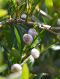 Syzygium (Acmena) smithii | Mini Pilly | 10_Seeds