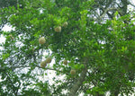 Limonia acidissima | Elephant Apple | Monkey Fruit | 10_Seeds