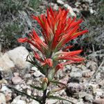 Castilleja linariifolia | Wyoming Narrow-Leaved Desert Paintbrush | 50_Seeds
