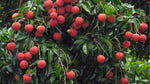 Litchi chinensis | Chinese Lychee | Lumquat | 5_Seeds