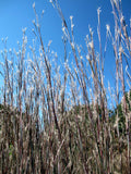 Schizachyrium scoparium | Little Bluestem | Bunchgrass | 1000_Seeds
