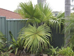 Livistona chinensis | Chinese Fan Palm | 5_Seeds
