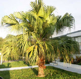 Livistona chinensis | Chinese Fan Palm | 5_Seeds