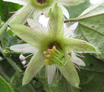 Passiflora lobata | 5_Seeds