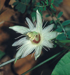 Passiflora lobata | 5_Seeds