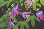 Passiflora loefgrenii Corupa | 10_Seeds
