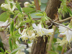 Lonicera fragrantissima | Winter Honeysuckle | 20_Seeds