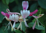 Lonicera periclymenum Serotina | Late Dutch Honeysuckle | Woodbine | 10_Seeds