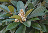 Eriobotrya japonica | Loquat | Medlar | Chinese Plum | Pipa | Nespola | 5_Seeds