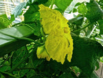 Luffa acutangula | Angled Loofah | Chinese Okra | Ribbed Gourd | 10_Seeds