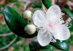 Luma apiculata | Arrayan | Chilean Myrtle | Shortleaf Stopper | 5_Seeds