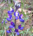 Lupinus bicolor | Dove & Annual & Miniature & Pigmy-leaved Lupine | 20_Seeds