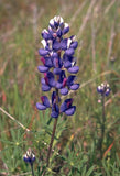 Lupinus bicolor | Dove & Annual & Miniature & Pigmy-leaved Lupine | 20_Seeds
