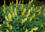 Lupinus densiflorus | Golden Lupine Aureus | 10_Seeds