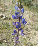 Lupinus sparsiflorus | Coulters Mojave lupine | 10_Seeds