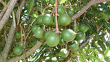 Macadamia integrifolia | 5_Seeds