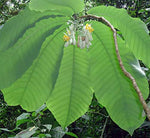 Passiflora macrophylla | Tree Passion Flower | Baum | Passionsblume | 10_Seeds