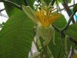 Passiflora macrophylla | Tree Passion Flower | Baum | Passionsblume | 10_Seeds