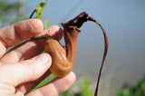 Aristolochia macroura Ortega | 5_Seeds