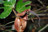 Aristolochia macroura Ortega | 5_Seeds