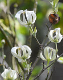 Cornus florida urbiniana | Magic Dogwood | Mexican Flowering Dog wood | 5_Seeds