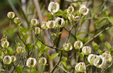 Cornus florida urbiniana | Magic Dogwood | Mexican Flowering Dog wood | 5_Seeds